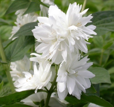 Чубушник (Жасмин) Минесота Сноуфлейк (Minnesota Snowflake) 2827