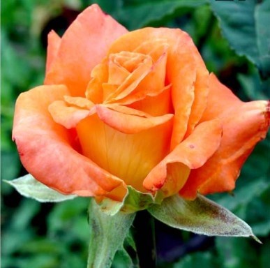 Роза Экзотика (Exotica) 2621 - фото 7815