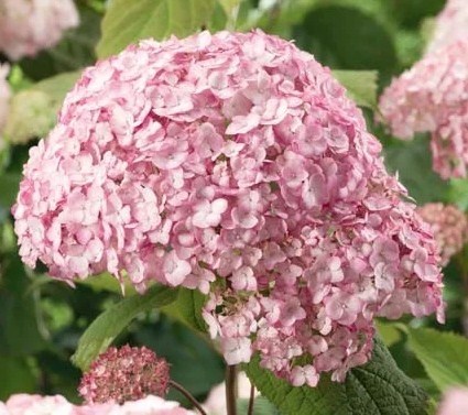 Гортензия древовидная Кандибель Маршмеллоу (Candybelle Marchmallow) 3021