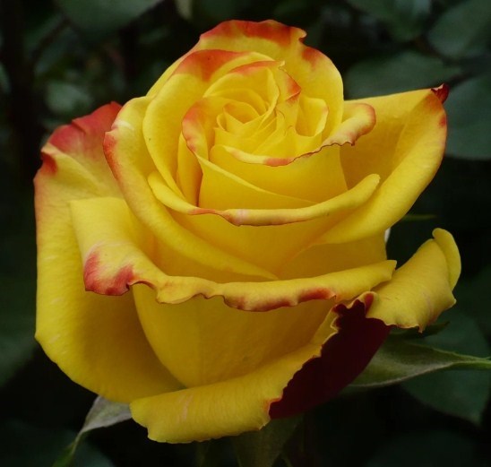 Роза Еллоу Меджик (Yellow Magic) 3122 - фото 8239