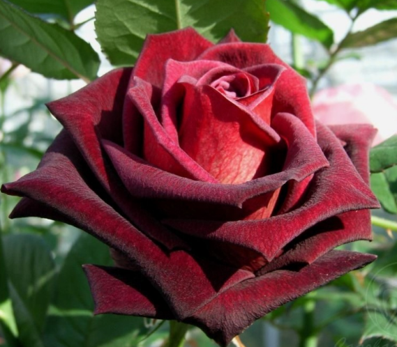 Роза Блек Баккара (Black Baccara) 2272 - фото 8328