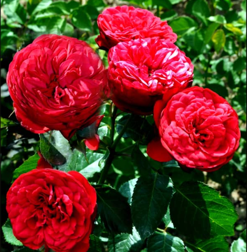 Роза Ред Пиано (Red Piano) 2792 - фото 8339