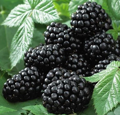 Ежевика Блэк Сатин (Black Satin) 3186