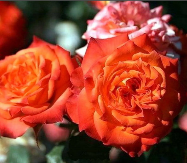 Роза Мандарино (Mandarin) 3199 - фото 8376