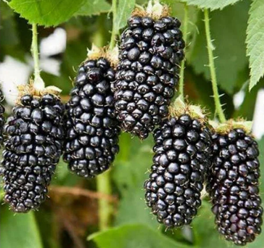 Ежевика Карака Блэк (Karaka Black) 3368 - фото 8605