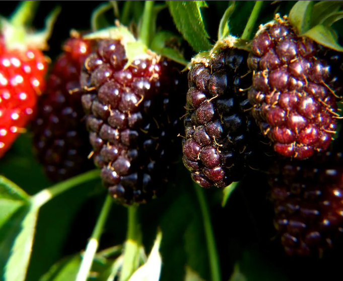 Ежемалина  Бойсенберри  (Boysenberry) 3369 - фото 8606