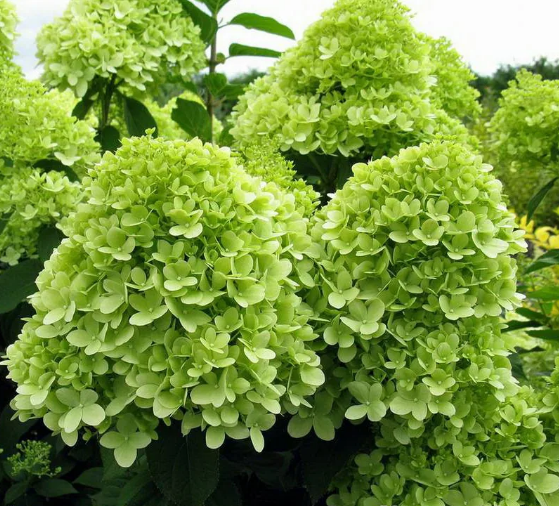 Гортензия метельчатая Мохито (Mojito) 3377