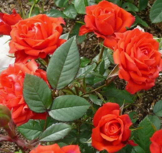 Роза Оранж Джувел (Orange Juwel) 3407 - фото 8674