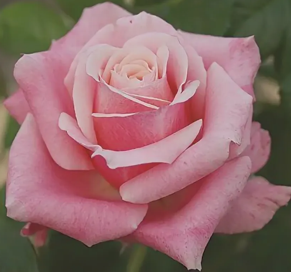 Роза Панама (Panama) 3414 - фото 8683