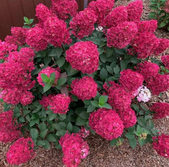 Гортензия метельчатая Самарская Лидия (Samarskya Lydia) 3467