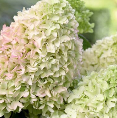 Гортензия метельчатая Мэджикал Лайм Спаркл (Magical Lime Sparkle) 3468