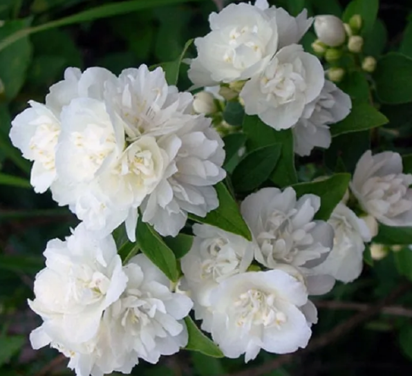 Чубушник (жасмин) Снежная буря (Snezhnaja Burja) 3470