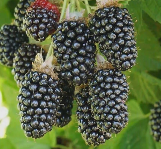 Ежевика Эбони (Ebony) 3476