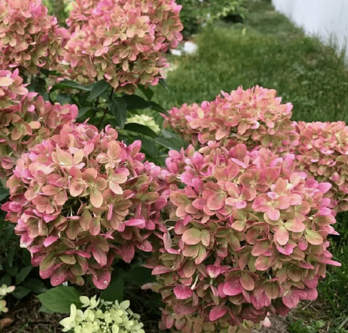 Гортензия метельчатая Пастель Грин (Pastelgreen) 3577