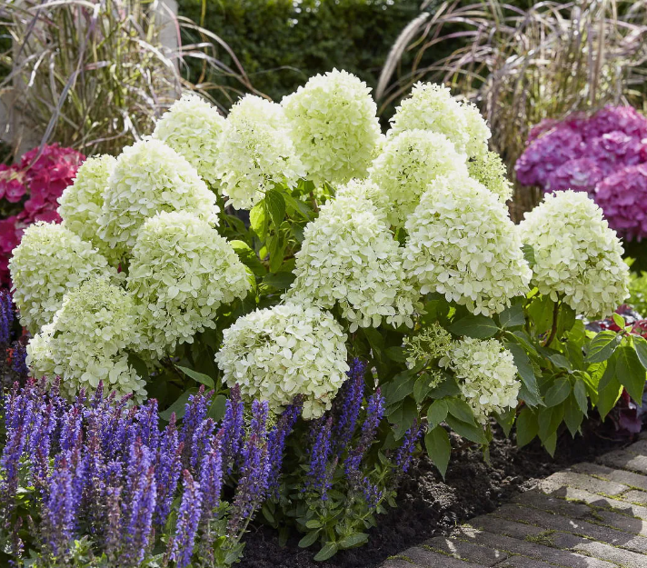 Гортензия метельчатая Литл Спуки (Little Spooky) 3582