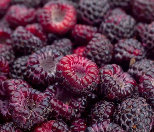 Малина фиолетовая Глен Кое (Glen Coe) 3587