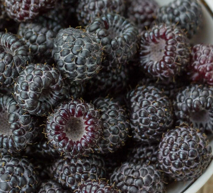 Малина чёрная Блэк Джевел (Black Jewel) 3588