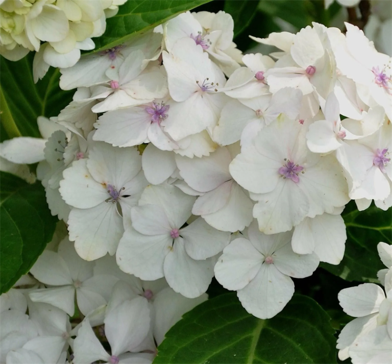 Гортензия крупнолистная Мадам Эмиль Мулье (Madame Emile Mouillere) 3612