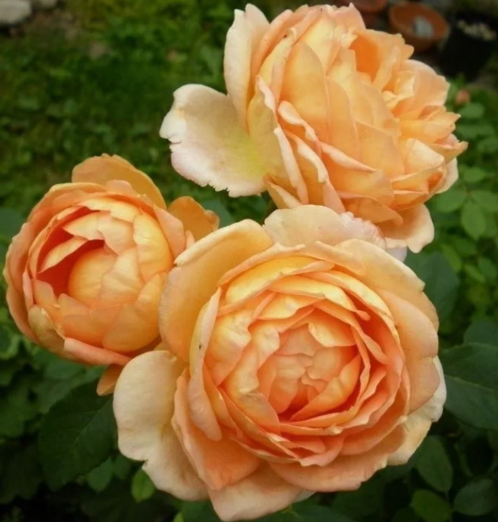Роза Леди оф Шалот (Lady of Shalott) 3671 - фото 9112