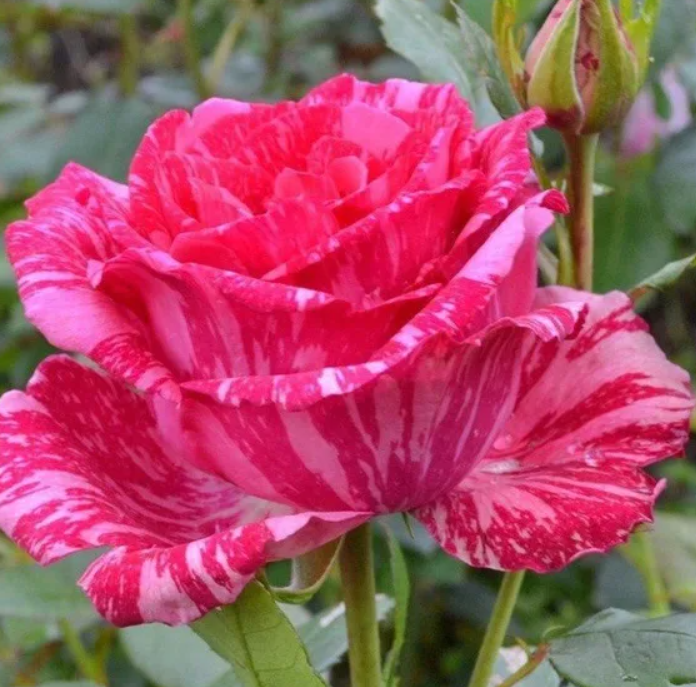 Роза Пинк Интуишн (Pink Intuition) 2435 - фото 9145