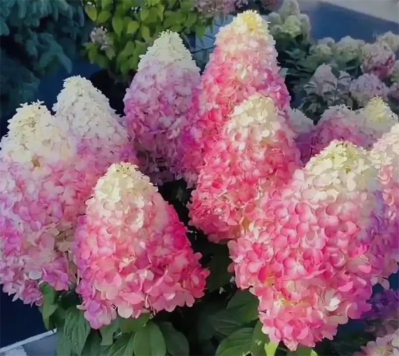 Гортензия метельчатая Сандей Фрейз (Sundae Fraise) 3025