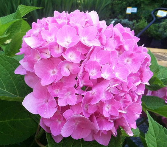 Гортензия крупнолистная Форевер энд Эва Пинк (Forever & Ever Pink) 3806
