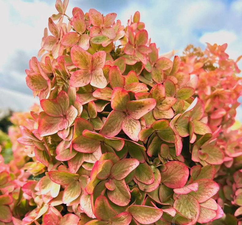 Гортензия метельчатая Металлика (Metallica) 3808