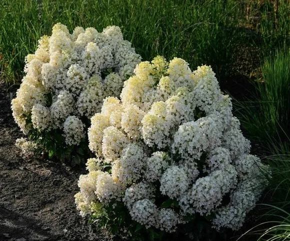 Гортензия метельчатая Милк энд Хани (Milk & Honey) 3810