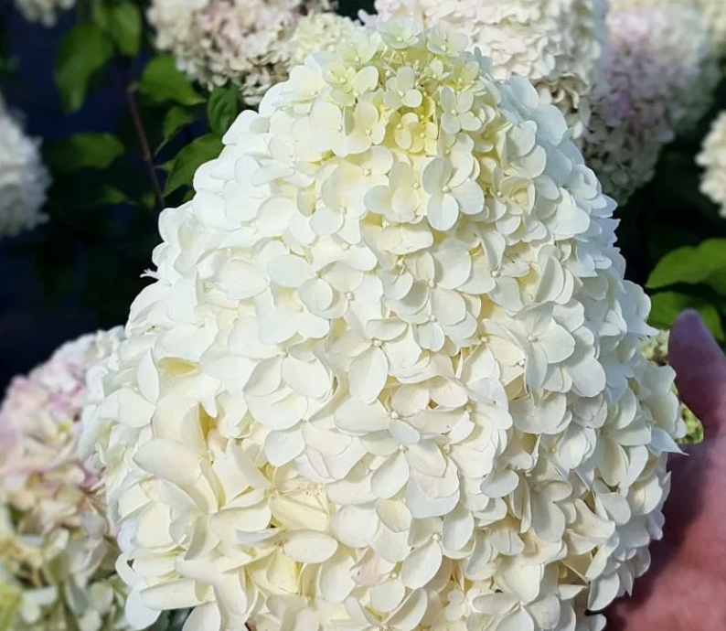 Гортензия метельчатая Геркулес (Hercules) 3811