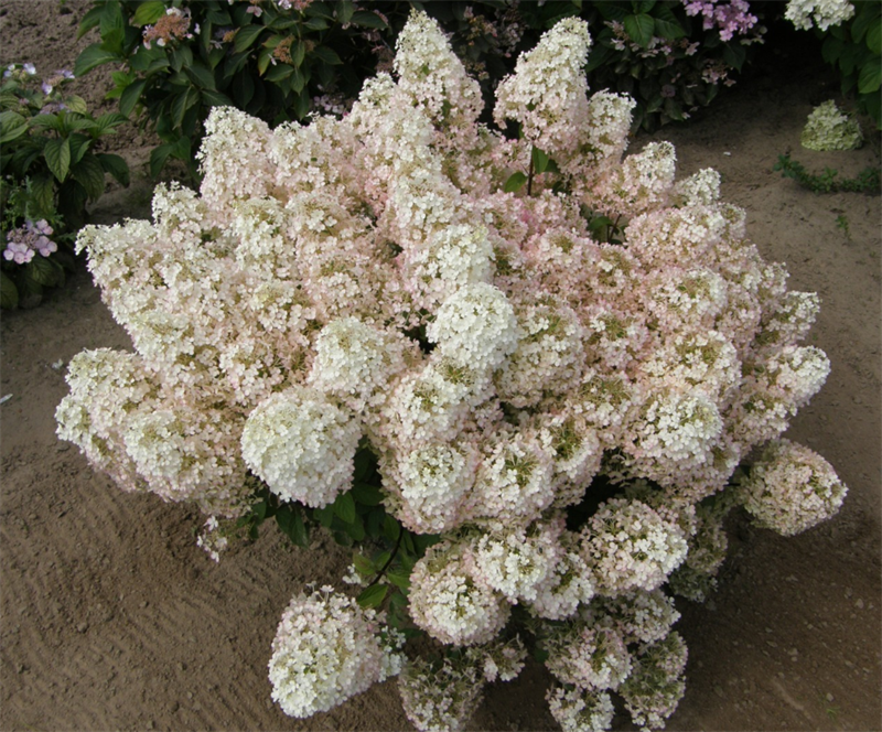 Гортензия метельчатая Бобо (Bobo) 3814