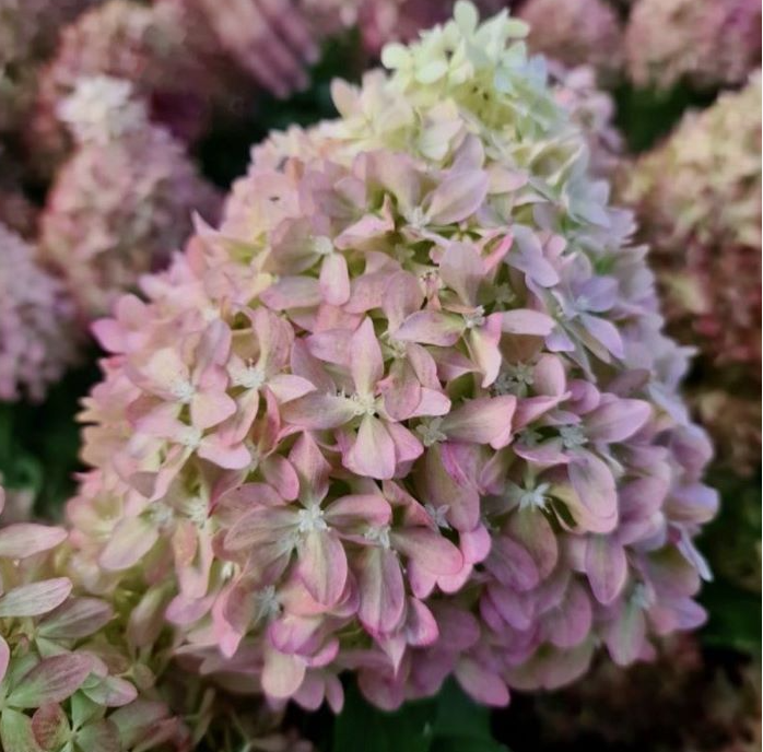 Гортензия метельчатая Пиксио (Pixio) 3815