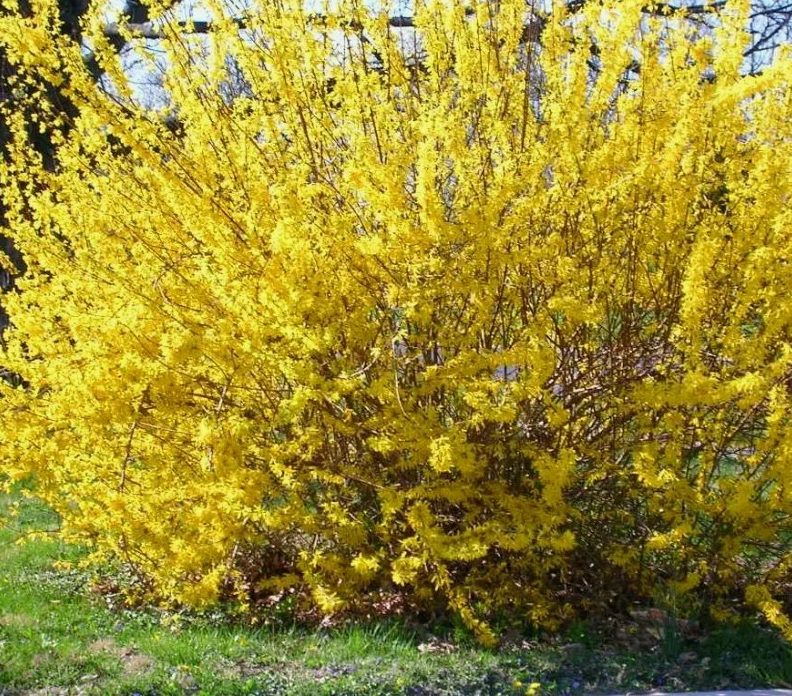 Форзиция Уик Энд (Weekend) 3817