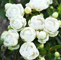 Роза Уайт Морсдаг (White Morsdag) 2946