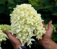 Гортензия метельчатая Скайфолл (Skyfall) 3024