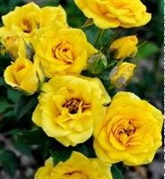 Роза Саммер (Summer) 3123
