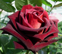 Роза Блек Баккара (Black Baccara) 2272