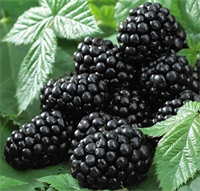 Ежевика Блэк Сатин (Black Satin) 3186