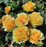 Роза Принцесс Маргарет (Princess Margaretha) 3221