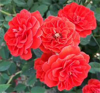 Роза Оранж Санблейз (Orange Sunblaze) 3238