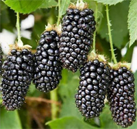 Ежевика Карака Блэк (Karaka Black) 3368