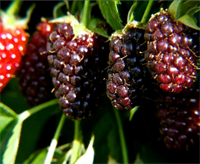 Ежемалина  Бойсенберри  (Boysenberry) 3369