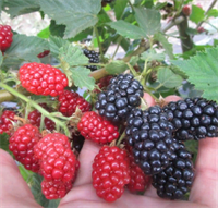 Ежевика Бестберри (Bestberry) 3370