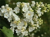 Сирень Рочестер (Rochester) 3373