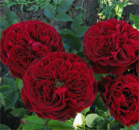 Роза Тесс (Tess) 3393