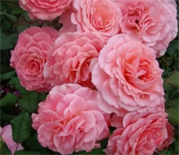 Роза Тиклед Пинк (Tickled Pink) 3417