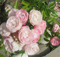 Роза Пинк Морсдак (Pink Morsdag) 3443