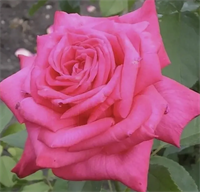 Роза Лолита Лемпика (Lolita Lempicka) 3448