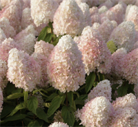 Гортензия метельчатая Мэджикал Свит Саммер (Magical Sweet Summer) 3465