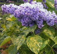 Сирень Аукубафолия (Aucubaefolia) 3474