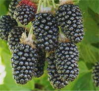 Ежевика Эбони (Ebony) 3476